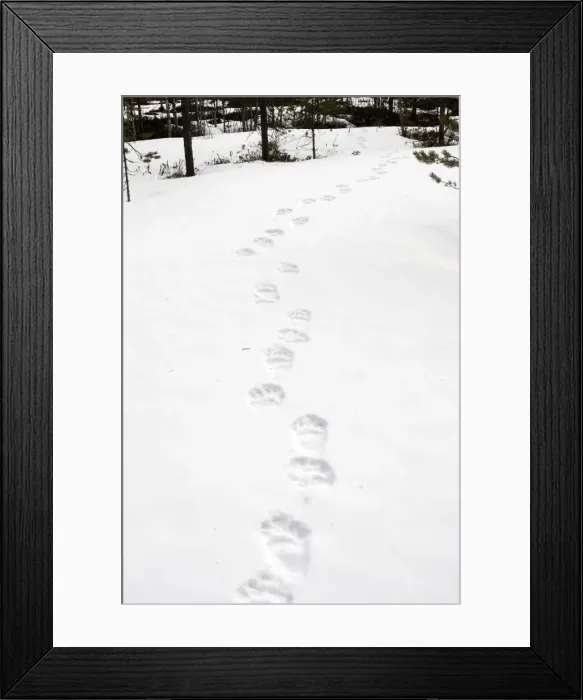 Framed Print : Brown Bear - tracks in snow. Finland Framed Print : Brown Bear - tracks in snow. Finland