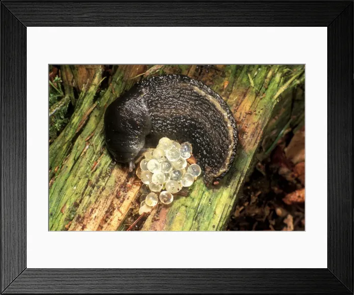 Framed Print : Ash Grey Slug Curled up with eggs, UK Framed Print : Ash Grey Slug Curled up with eggs, UK