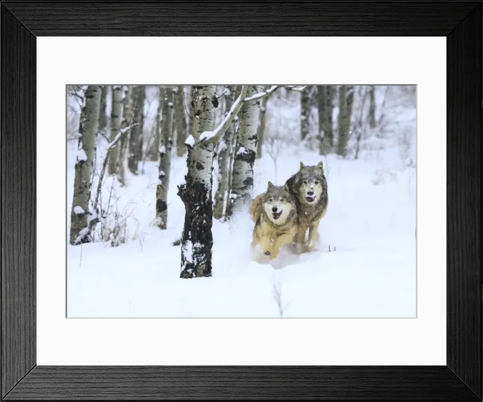 Framed Print : Grey / Timber Wolf - running through snow. Montana - USA Framed Print : Grey / Timber Wolf - running through snow. Montana - USA
