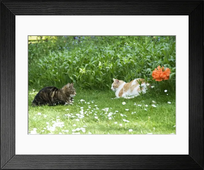 Framed Print : Cat - two cats in stand off, just keeping an eye on each other. Tabby is resident cat ginger & white the interloper Framed Print : Cat - two cats in stand off, just keeping an eye on each other. Tabby is resident cat ginger & white the interloper