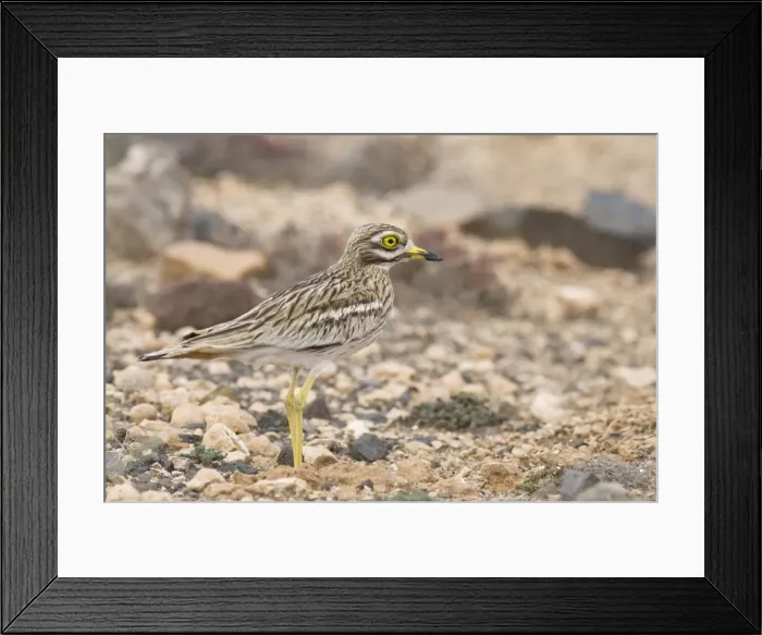 Framed Print : Stone Curlew ssp. insularum - in typical habitat - Fuerteventura - Canary Islands Framed Print : Stone Curlew ssp. insularum - in typical habitat - Fuerteventura - Canary Islands