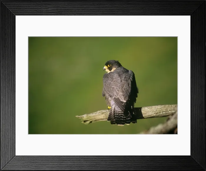Framed Print : Peregrine Falcon - perched Framed Print : Peregrine Falcon - perched
