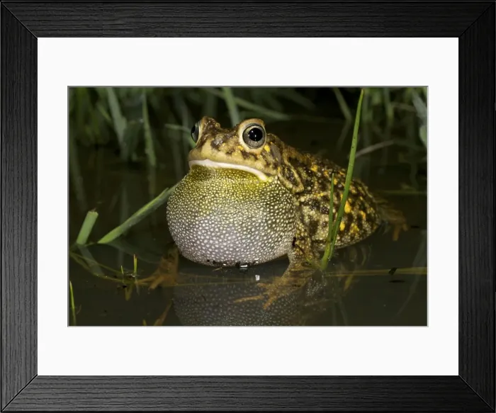 Framed Print : Guttural Toad - male calling in water - Tanzania - Africa Framed Print : Guttural Toad - male calling in water - Tanzania - Africa