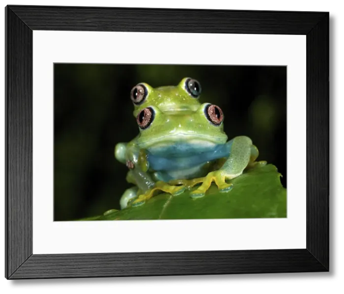 Framed Print : Barbour's Tree Frog - couple mating - Rungwe Mt. - Tanzania - Africa Framed Print : Barbour's Tree Frog - couple mating - Rungwe Mt. - Tanzania - Africa