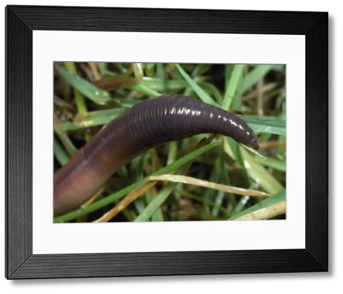 Framed Print : Earthworm - head in close-up Framed Print : Earthworm - head in close-up