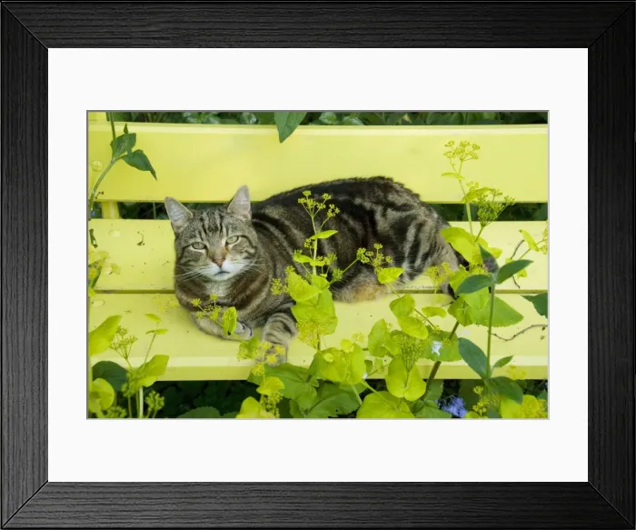 Framed Print : Tabby Cat - on yellow bench with green umbellifer, Smyrnium Framed Print : Tabby Cat - on yellow bench with green umbellifer, Smyrnium