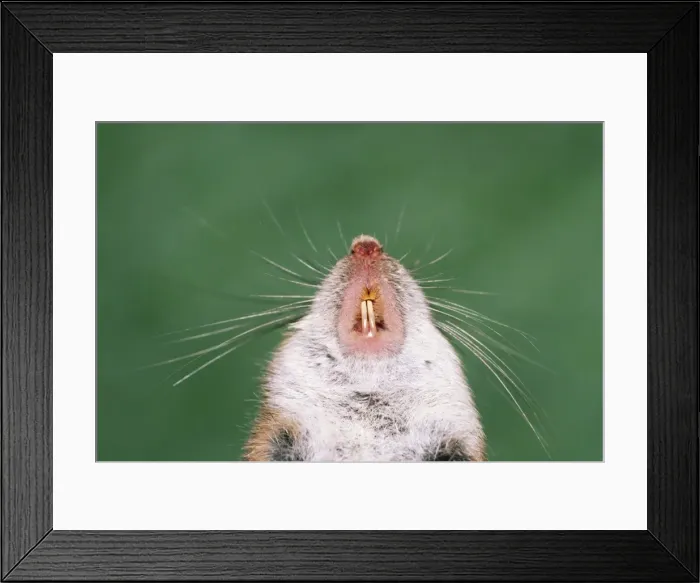 Framed Print : Small Japanese Field Mouse - showing incisor teeth Framed Print : Small Japanese Field Mouse - showing incisor teeth