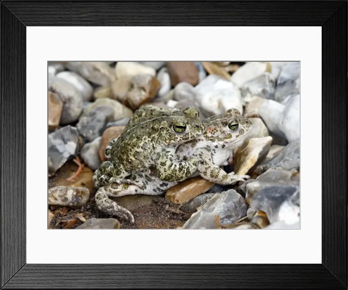 Framed Print : Common Midwife Toad - mating. Marquenterre - France Framed Print : Common Midwife Toad - mating. Marquenterre - France