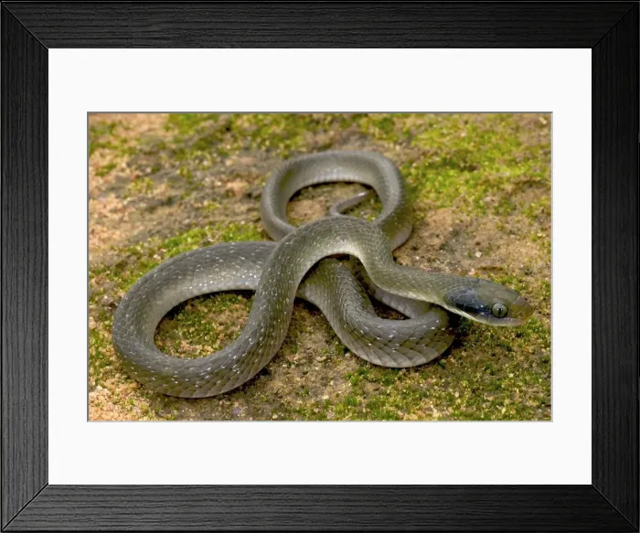 Framed Print : White Lipped Cat Snake - male - Tanzania - Africa Framed Print : White Lipped Cat Snake - male - Tanzania - Africa