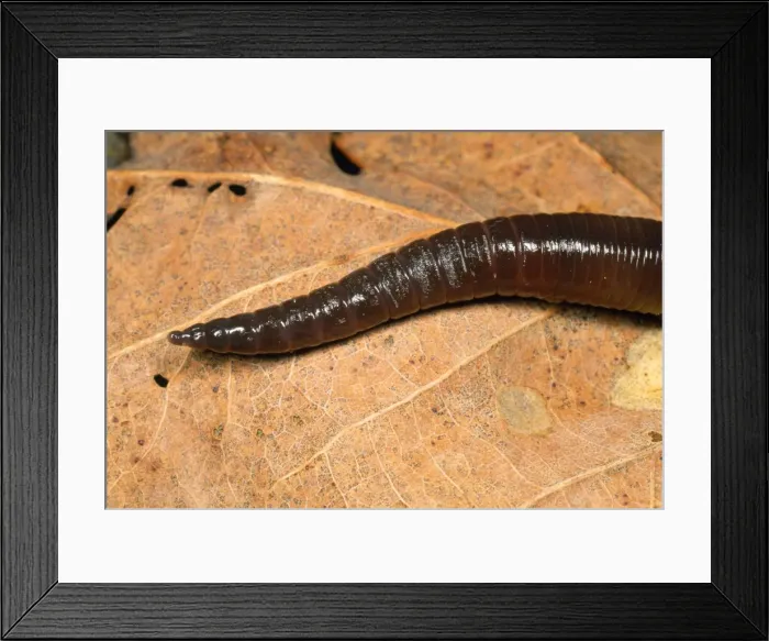 Framed Print : Earthworm - head in close-up UK Framed Print : Earthworm - head in close-up UK
