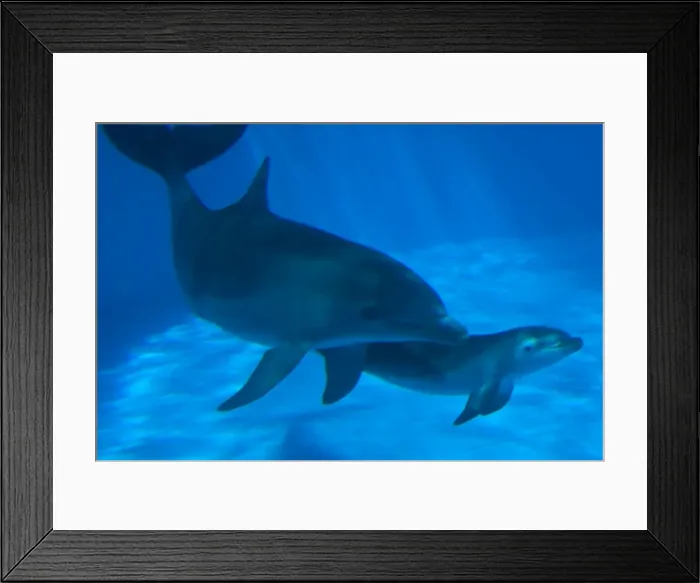 Framed Print : Bottlenose Dolphin - mother and newborn baby / calf - swimming together - Malta The calf was born on July 20th 2010 at 15:30. At birth its weight was roughly 15 kg and 1m in length Framed Print : Bottlenose Dolphin - mother and newborn baby / calf - swimming together - Malta The calf was born on July 20th 2010 at 15:30. At birth its weight was roughly 15 kg and 1m in length