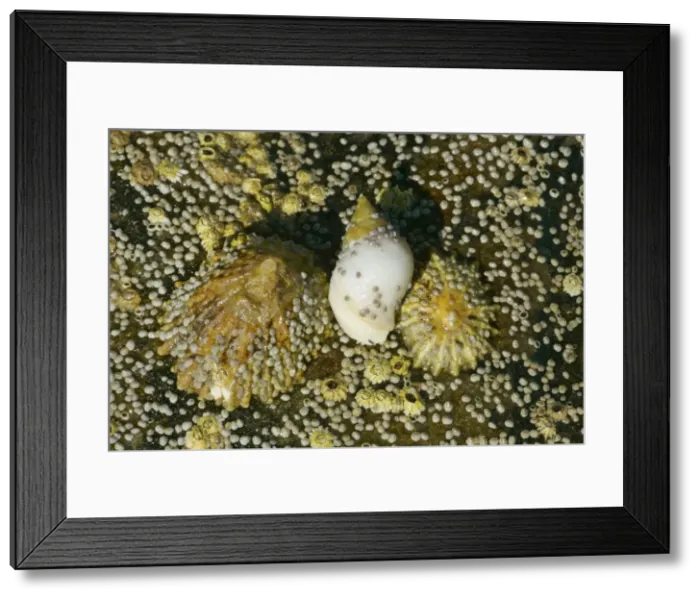 Framed Print : Common limpets, dogwhelk and acorn barnacles on a rock at low tide coast near Elgol, Isle of Skye, Western Highlands, Scotland, UK Framed Print : Common limpets, dogwhelk and acorn barnacles on a rock at low tide coast near Elgol, Isle of Skye, Western Highlands, Scotland, UK