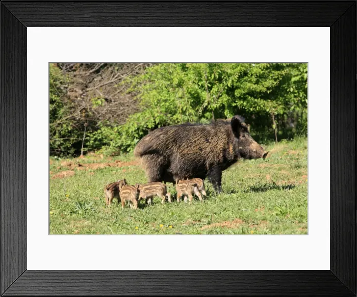 Framed Print : Wild Boar - female with young. Haute Saone - France Framed Print : Wild Boar - female with young. Haute Saone - France