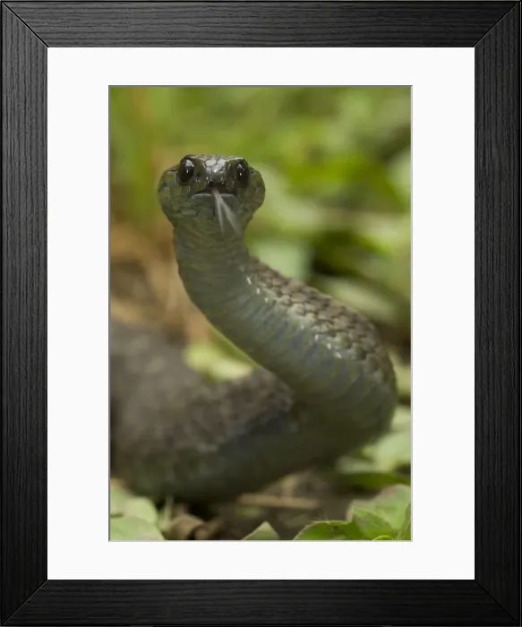 Framed Print : Barbour's short headed Viper - head detail - Tanzania - Africa Framed Print : Barbour's short headed Viper - head detail - Tanzania - Africa