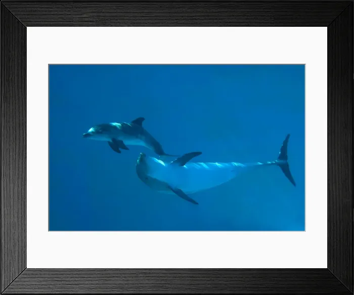 Framed Print : Bottlenose Dolphin - recently born calf swims with mother - Oltremare lagoon – Riccione – Italy The pregnancy lasted 54 weeks. The male calf was born July 2nd 2010 at 8 Framed Print : Bottlenose Dolphin - recently born calf swims with mother - Oltremare lagoon – Riccione – Italy The pregnancy lasted 54 weeks. The male calf was born July 2nd 2010 at 8