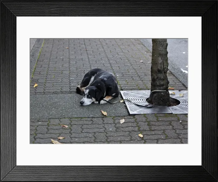 Framed Print : Dog - Mongrel - tied to tree Framed Print : Dog - Mongrel - tied to tree