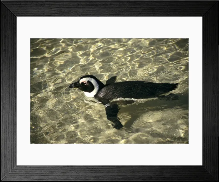 Framed Print : African Penguin - swimming Framed Print : African Penguin - swimming