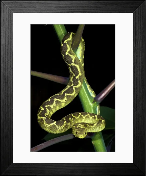 Framed Print : Rungwe Bush Viper - adult male - Tanzania - Africa
