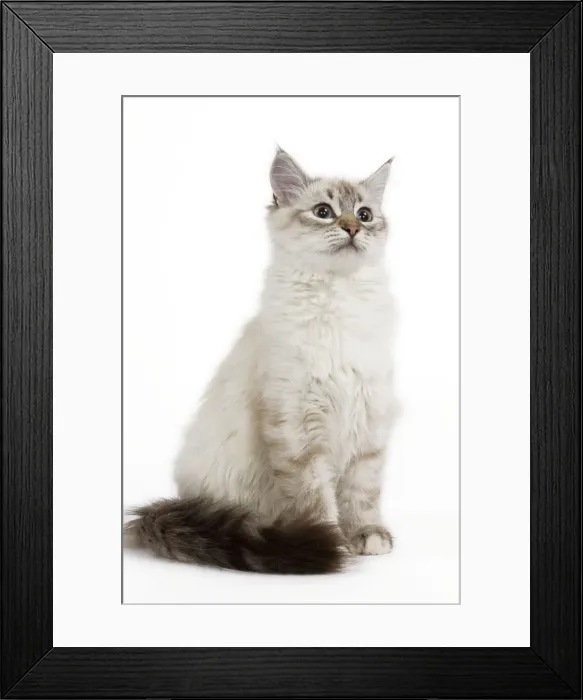 Framed Print : Cat - Siberian Framed Print : Cat - Siberian