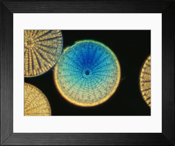 Framed Print : Diatoms SPH 523 From marine plankton sample. Santa Anna, California USA. © Steve Hopkin / ARDEA LONDON Framed Print : Diatoms SPH 523 From marine plankton sample. Santa Anna, California USA. © Steve Hopkin / ARDEA LONDON