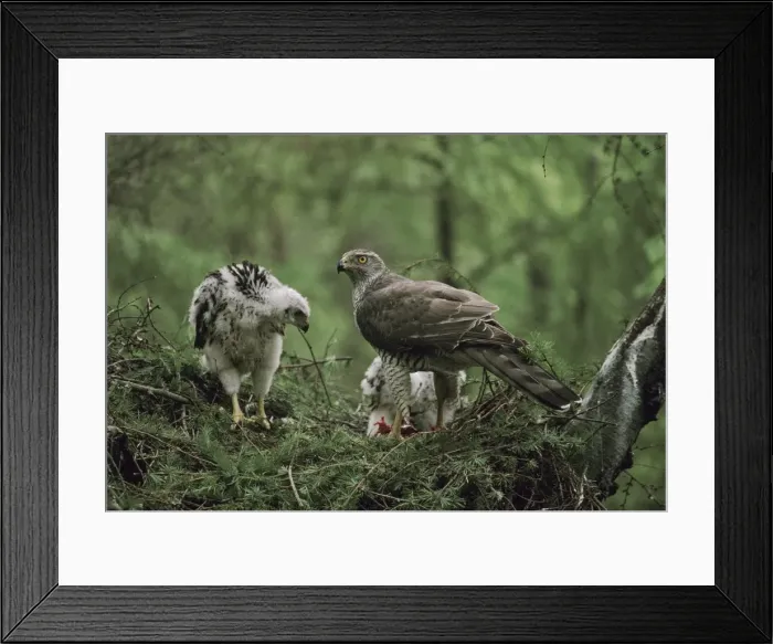 Framed Print : Northern Goshawk - feeding large chicks in nest Framed Print : Northern Goshawk - feeding large chicks in nest