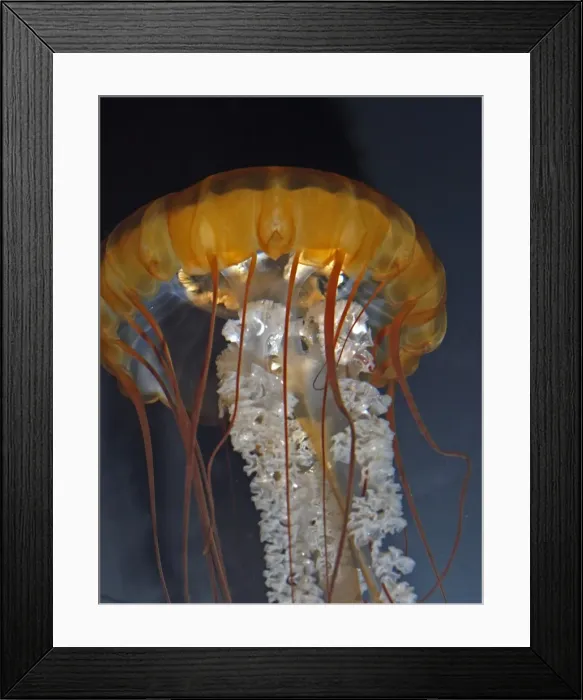 Framed Print : Pacific Sea Nettle Jellyfish - Cold waters of North Pacific. Bell up to 1m across