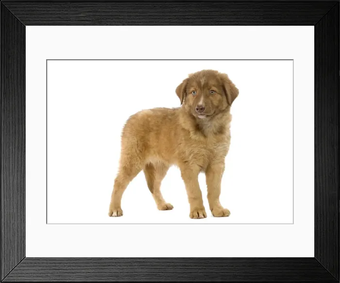 Framed Print : Dog - Aidi / Chien de L'Atlas (Morocco) Framed Print : Dog - Aidi / Chien de L'Atlas (Morocco)