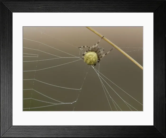 Framed Print : Orb-web Spider Framed Print : Orb-web Spider