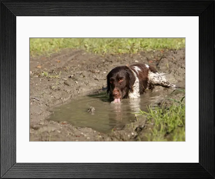 Framed Print : Dog - Small Munsterlander - drinking water from puddle