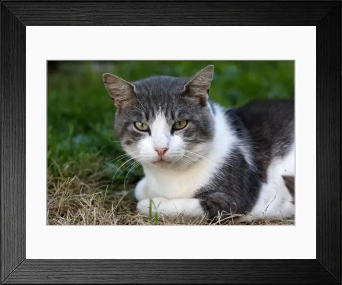 Framed Print : Cat - grey & white Framed Print : Cat - grey & white