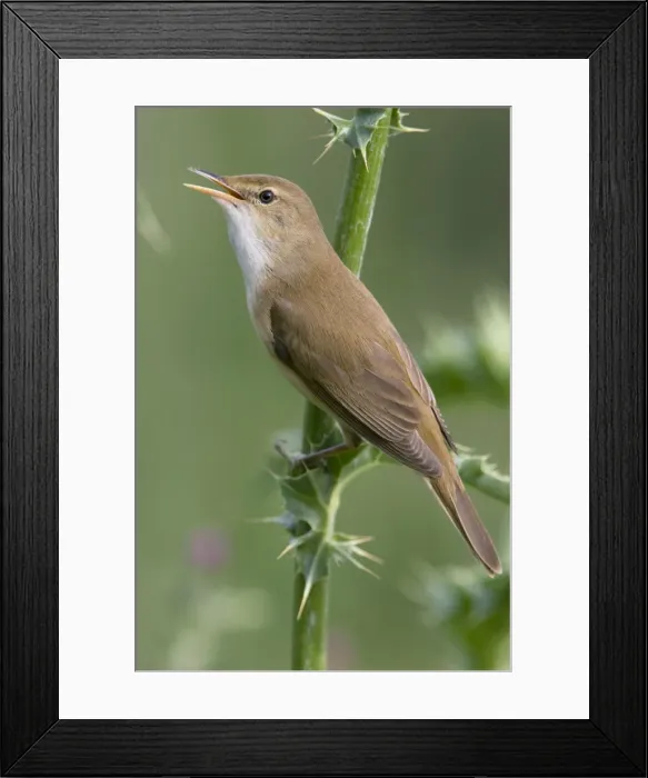 Framed Print : Eurasian Reed Warbler - singing Framed Print : Eurasian Reed Warbler - singing