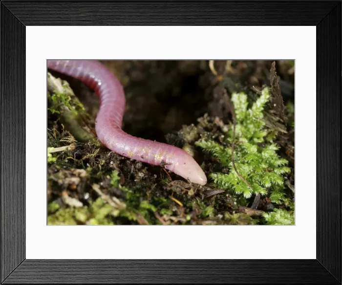 Framed Print : Uluguru pink Caecilian - on the forest floor - Tanzania - Africa Framed Print : Uluguru pink Caecilian - on the forest floor - Tanzania - Africa