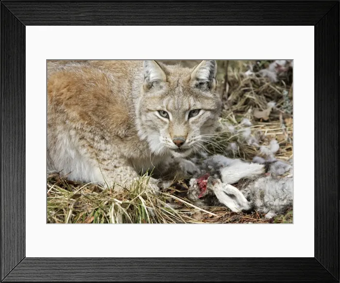 Framed Print : European Lynx - with prey of hare. Finland. Captivity Framed Print : European Lynx - with prey of hare. Finland. Captivity