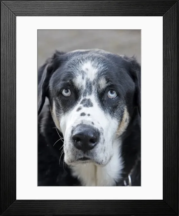 Framed Print : Dog - Mongrel - abandoned in road Framed Print : Dog - Mongrel - abandoned in road