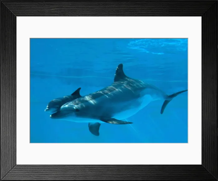 Framed Print : Bottlenose Dolphin - recently born calf swims with mother - Oltremare lagoon – Riccione – Italy The pregnancy lasted 54 weeks. The male calf was born July 2nd 2010 at 8 Framed Print : Bottlenose Dolphin - recently born calf swims with mother - Oltremare lagoon – Riccione – Italy The pregnancy lasted 54 weeks. The male calf was born July 2nd 2010 at 8