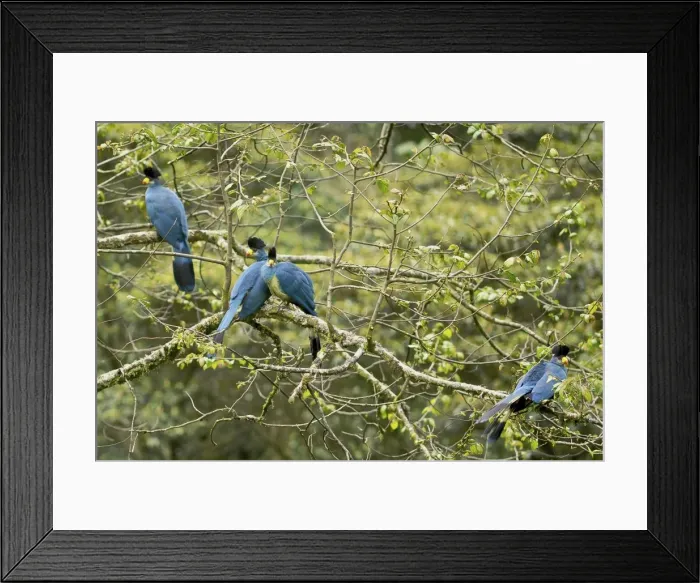 Framed Print : Great Blue Turaco - Nyungwe - Rwanda - Africa Framed Print : Great Blue Turaco - Nyungwe - Rwanda - Africa