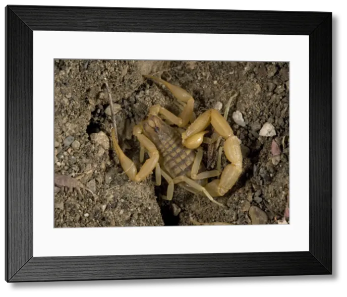 Framed Print : Scorpion. Rhodes, Greece Framed Print : Scorpion. Rhodes, Greece