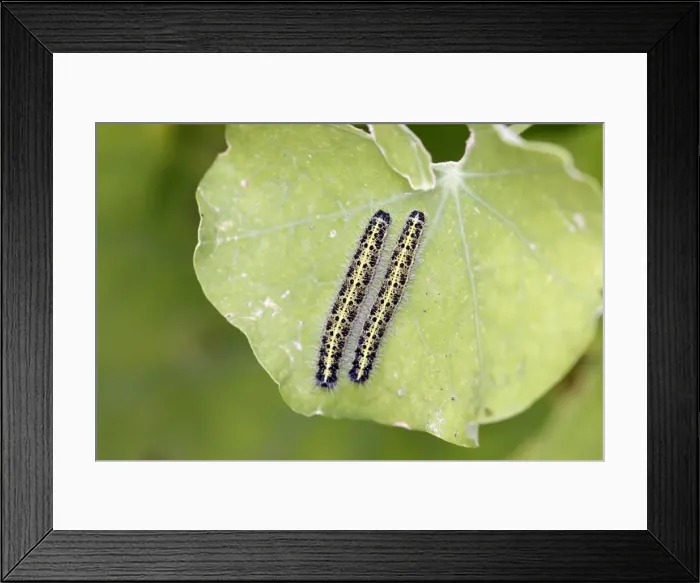 Framed Print : White Butterfly - caterpillar. Picardie - France