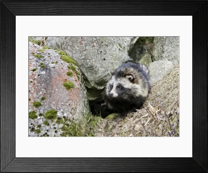 Framed Print : Raccoon Dog Framed Print : Raccoon Dog