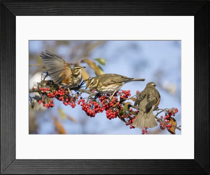 Framed Print : Redwings - perched on branch eating red berries - winter - UK Framed Print : Redwings - perched on branch eating red berries - winter - UK