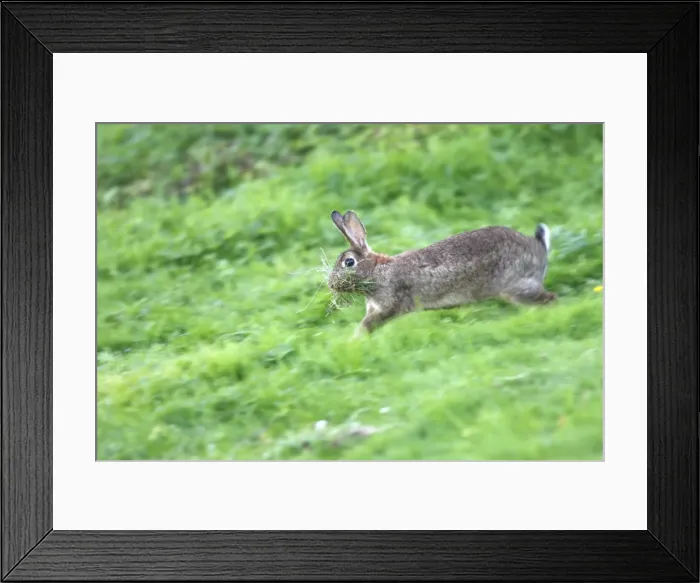 Framed Print : European Rabbit - running with food in mouth Framed Print : European Rabbit - running with food in mouth
