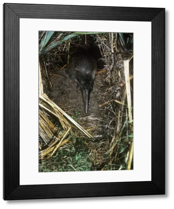 Framed Print : Tokoeka / Stewart Island Brown Kiwi - female leaving breeding burrow Framed Print : Tokoeka / Stewart Island Brown Kiwi - female leaving breeding burrow