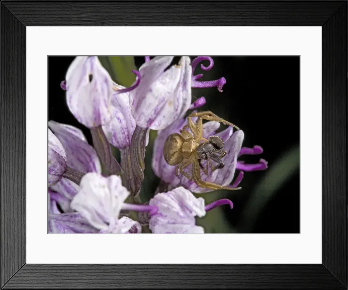 Framed Print : Female crab spider on monkey orchid, eating male spider