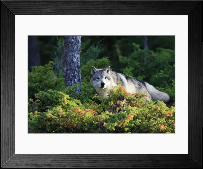 Framed Print : Timber / Grey Wolf. Minnesota - USA Framed Print : Timber / Grey Wolf. Minnesota - USA