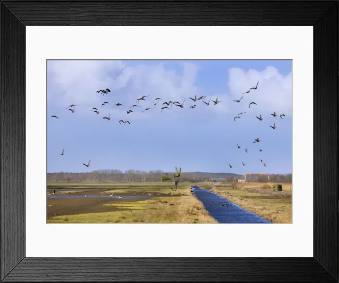 Framed Print : White-fronted Goose flying over nature reserve - Texel - island - Waalenburg - Netherlands Framed Print : White-fronted Goose flying over nature reserve - Texel - island - Waalenburg - Netherlands