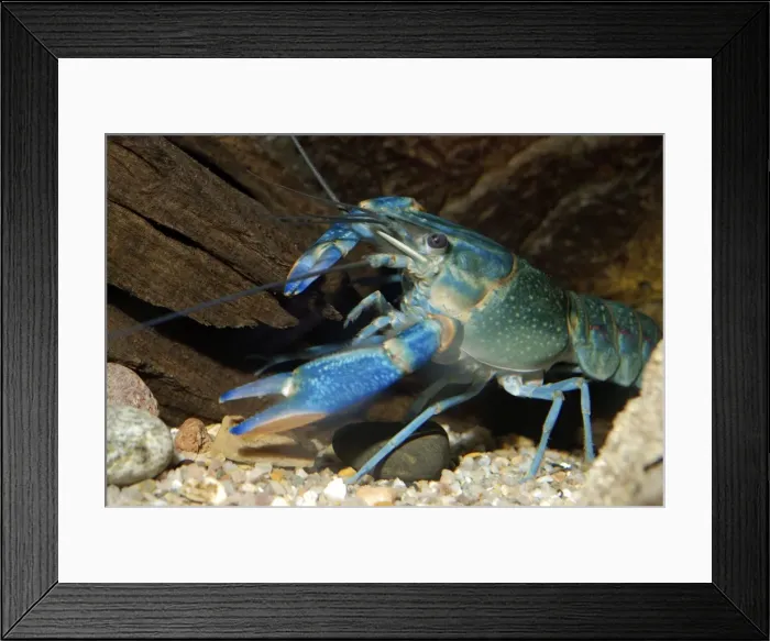 Framed Print : Blue Crayfish, Australia Framed Print : Blue Crayfish, Australia