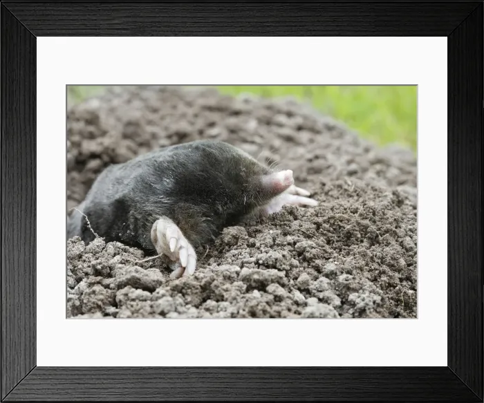 Framed Print : Mole - emerging from molehole in lawn. Bay of Somme -Picardie - France Framed Print : Mole - emerging from molehole in lawn. Bay of Somme -Picardie - France