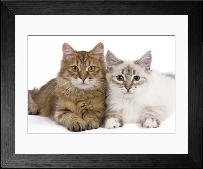Framed Print : Cat - Siberian - two lying down together Framed Print : Cat - Siberian - two lying down together
