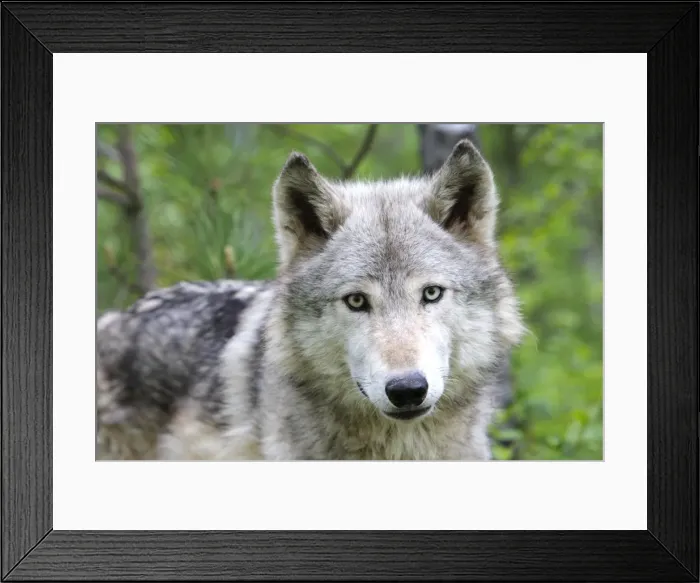Framed Print : Timber / Grey Wolf. Minnesota - USA Framed Print : Timber / Grey Wolf. Minnesota - USA