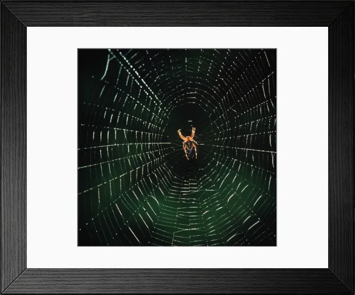 Framed Print : Garden Spider - In a web Framed Print : Garden Spider - In a web